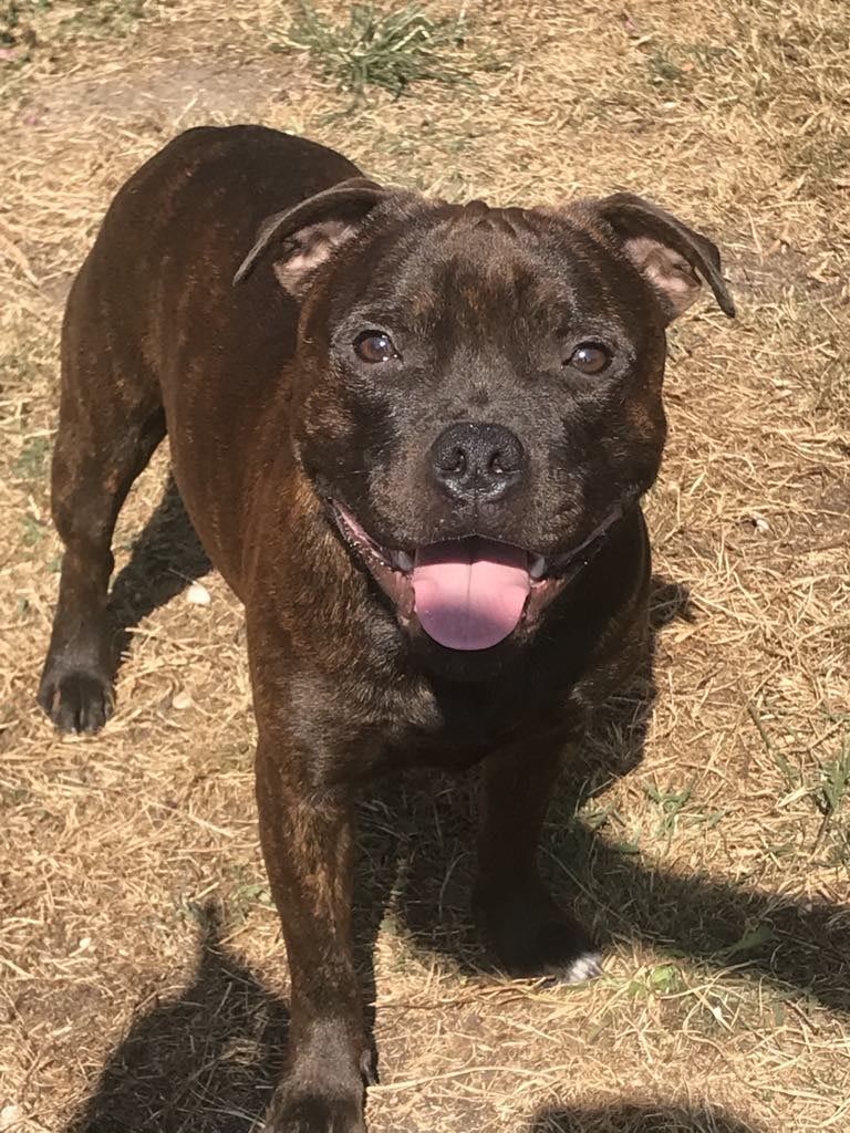 Monkey D'SBT - Chiot disponible  - Staffordshire Bull Terrier