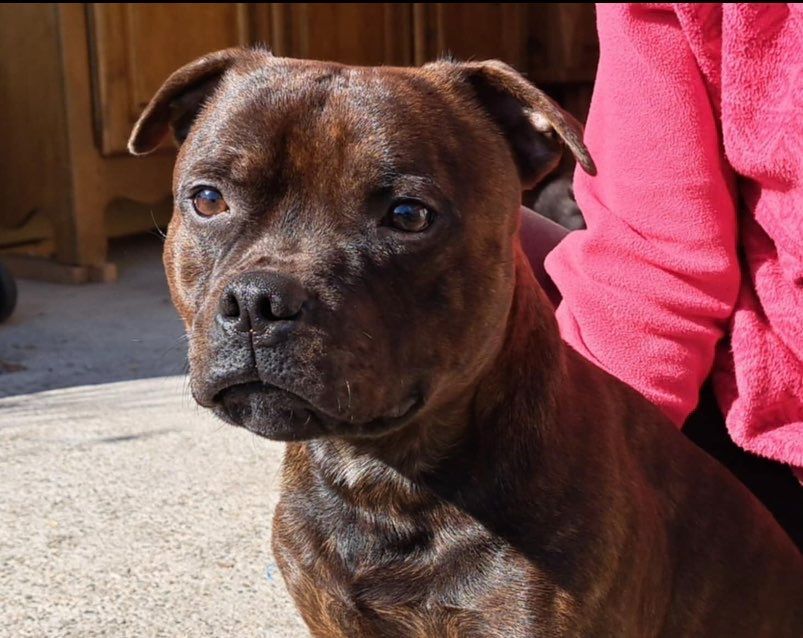 Monkey D'SBT Utah