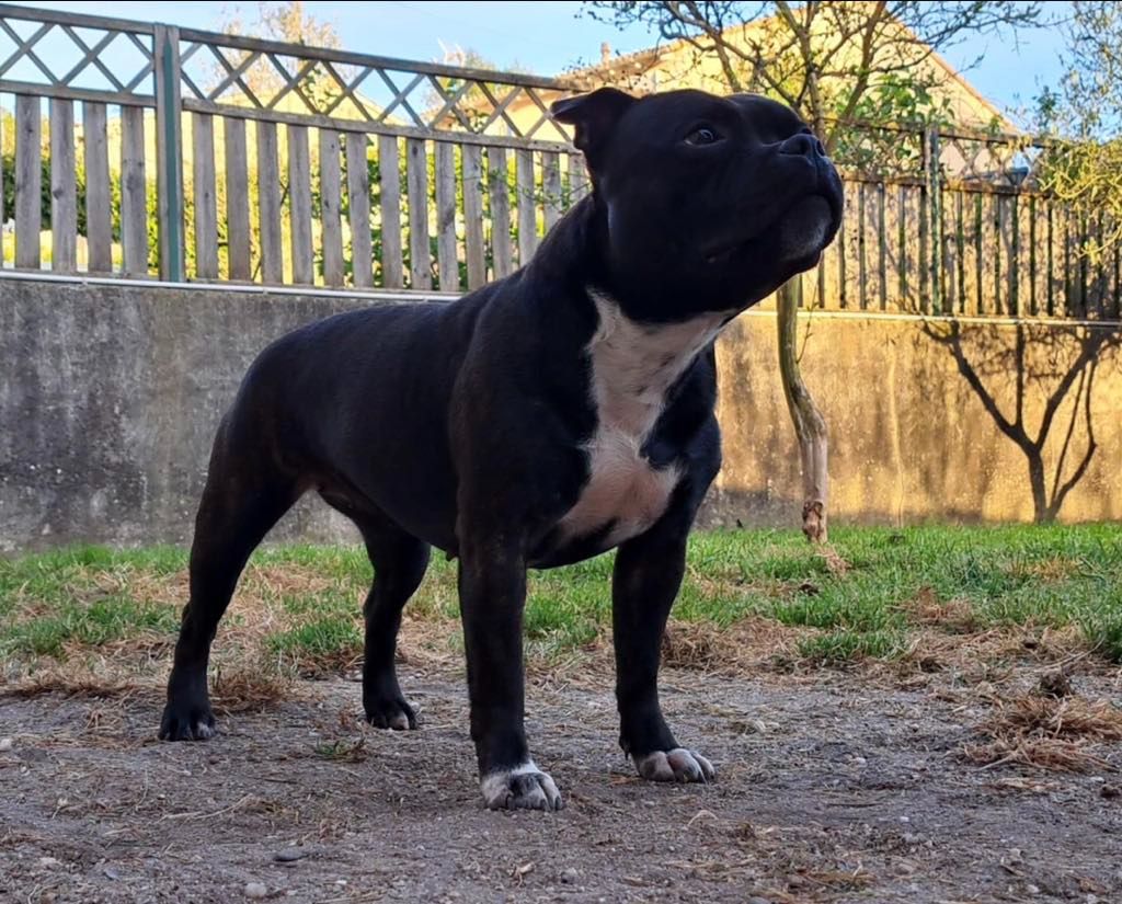 Monkey D'SBT Urumi