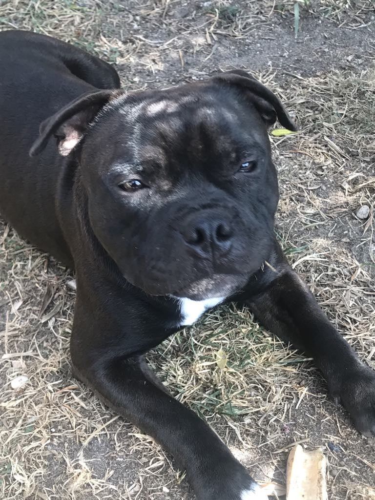 Monkey D'SBT - Staffordshire Bull Terrier - Portée née le 29/11/2023