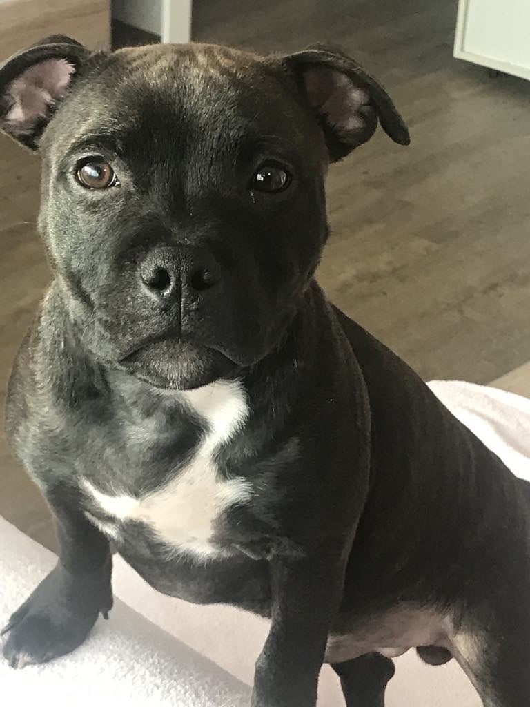 Monkey D'SBT - Staffordshire Bull Terrier - Portée née le 29/11/2023